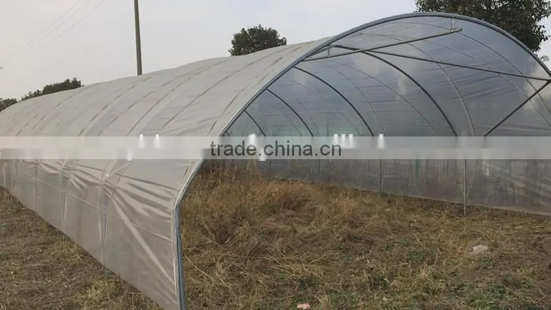 Tunnel-600 agricultural economical greenhouse