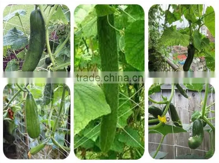 Hot sale UV treated BOP strech net plastic plant climbing nets