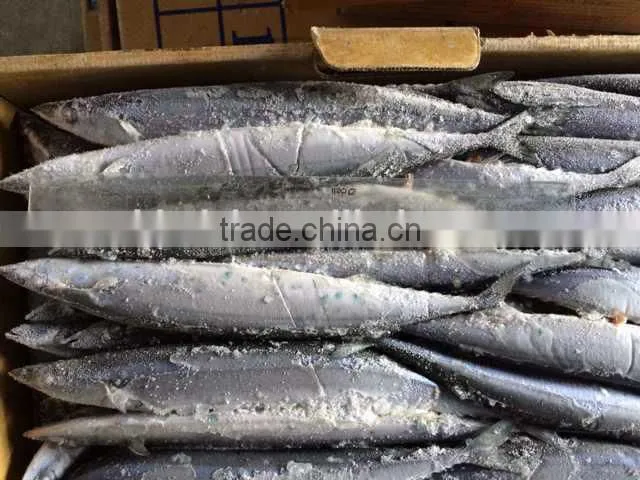 frozen Pacifc saury Cololabis Saira