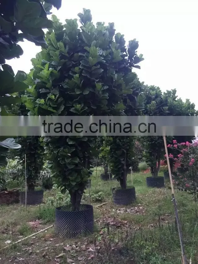 Ficus lacor