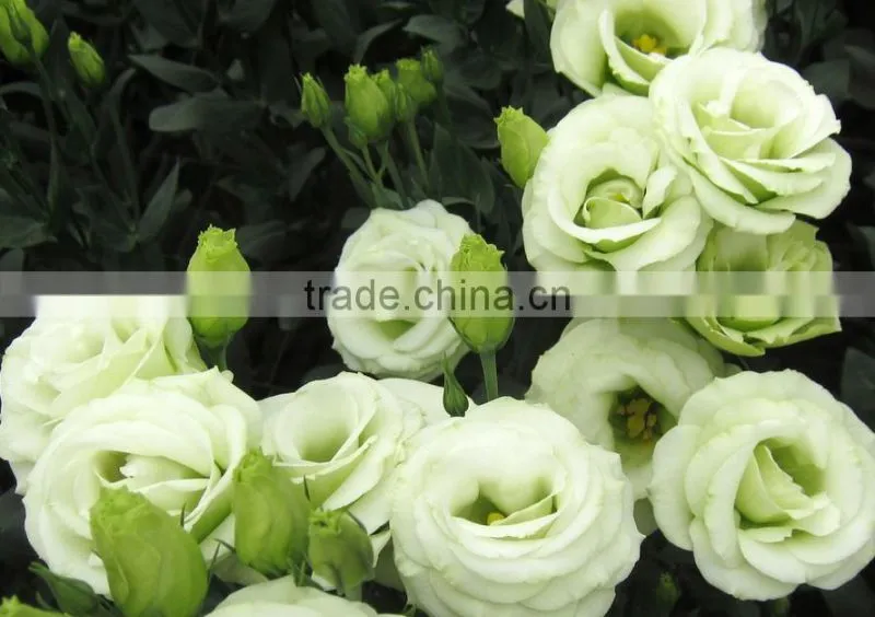Professional High Quality Fresh Cut Flowers Multicolor Eustoma Flower Bulk Sale From Yunnan,China
