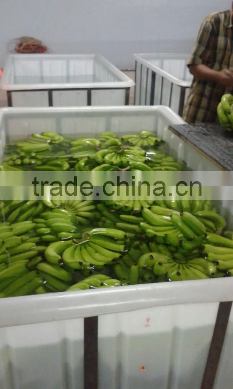 Green fresh Cavendish Banana from India