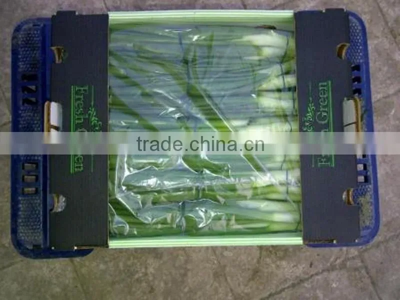 Spring Onion