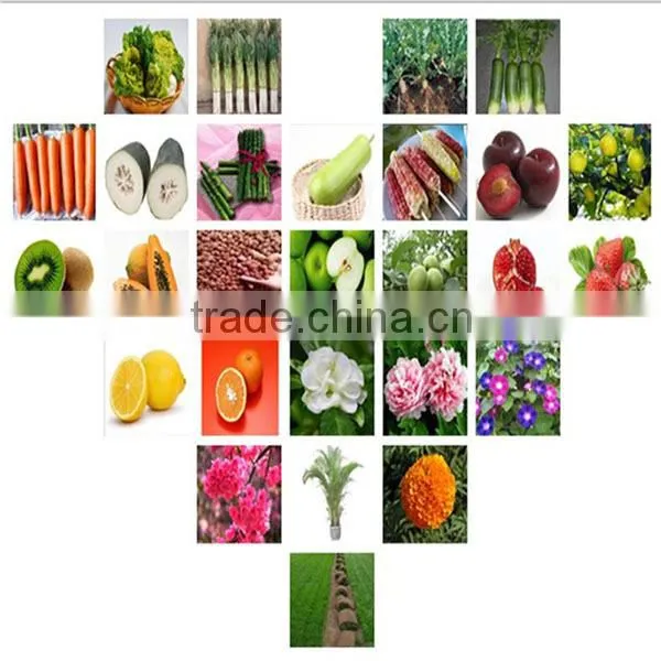 Yang Mei Top Grade Fruit Crops Bayberry Seeds For Sale