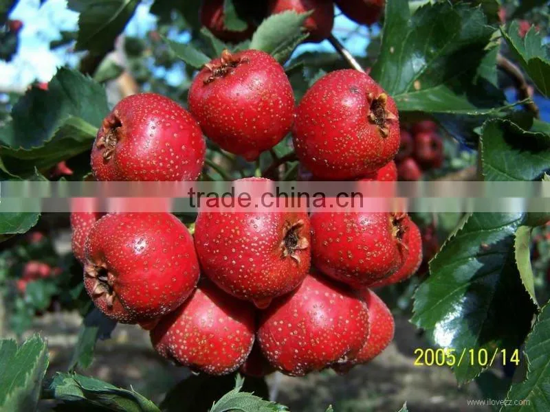 Freeze Dried Pitted Hawthorn Berry Slice Healthy Berry Snacks