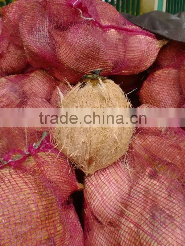 SHELL FRESH BIG COCONUTS