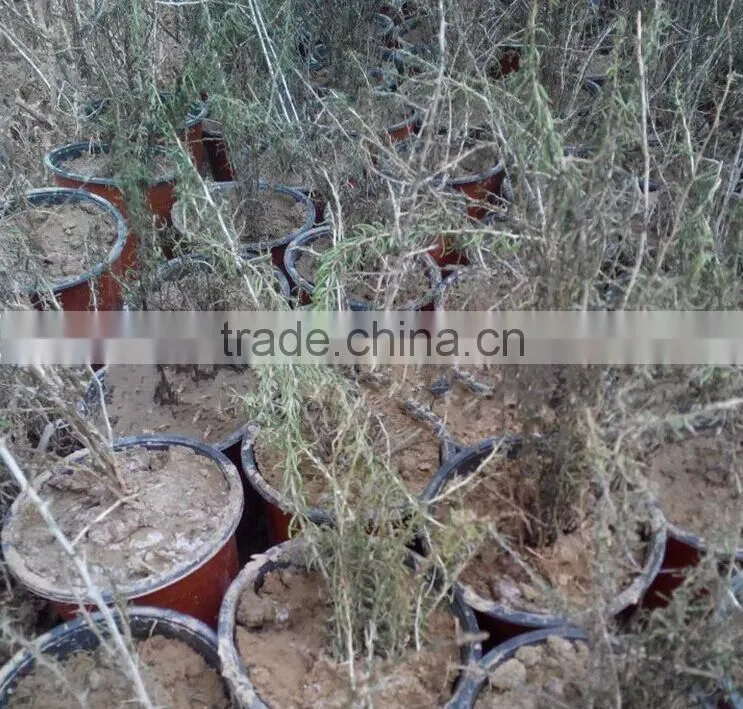 Raw Wild Black Goji seeds for planting Organic goji berry seeds