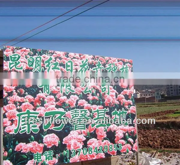 fresh cut flower of pink canation flower