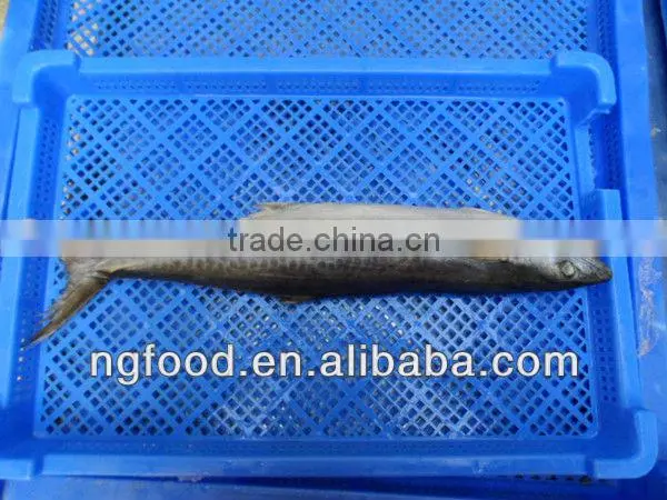 excellent whole mackerel 200g-4kg