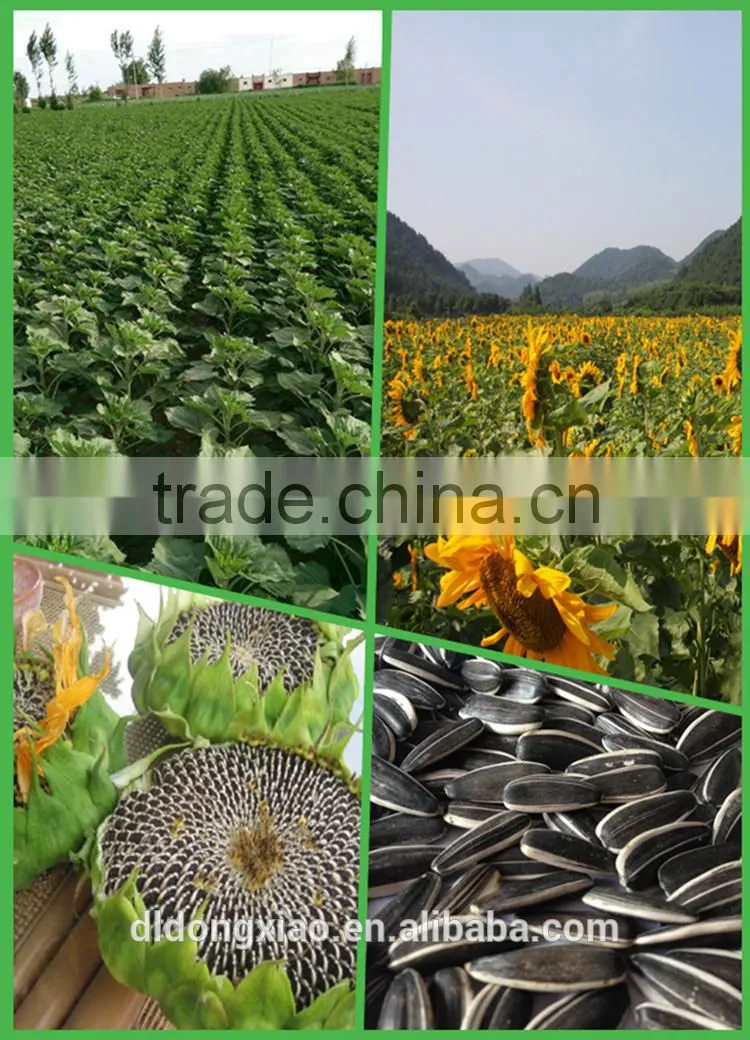 Shop Online Price of Sunflower Seeds, Specifications for Sunflower Seed