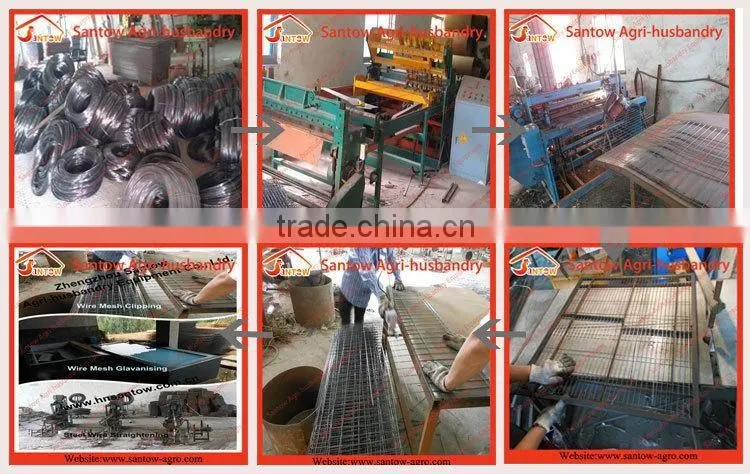 Stable steel structure professional chicken egg layer cage chicken egg layer house