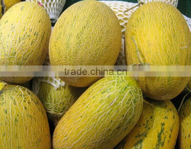Pawpaw peeler equipment with capacity 240pcs/h