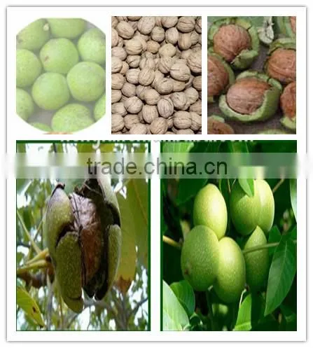 Industrial Green Walnut Cleaning Machine/New Green Walnut Peeling Machine/ Green Walnut Cracker