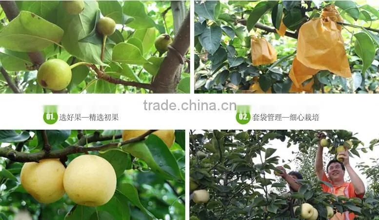 Fresh pear Golden pear