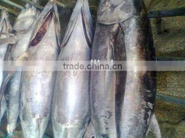 frozen fresh whole tuna fish new