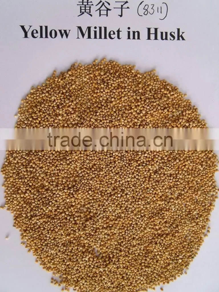 Yellow Millet In Husk Market Price