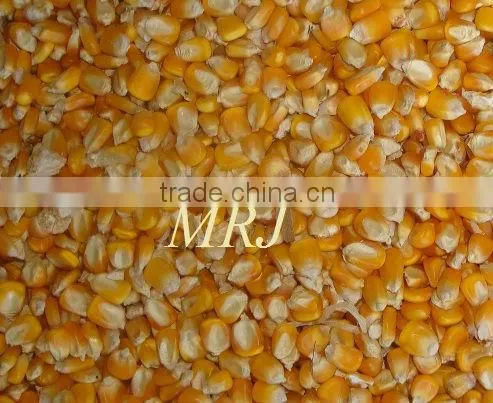 Indian Yellow Maize