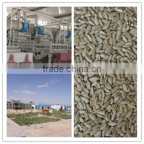 SUNFLOWER SEED KERNELS FOR CONFECTIONARY GRADE