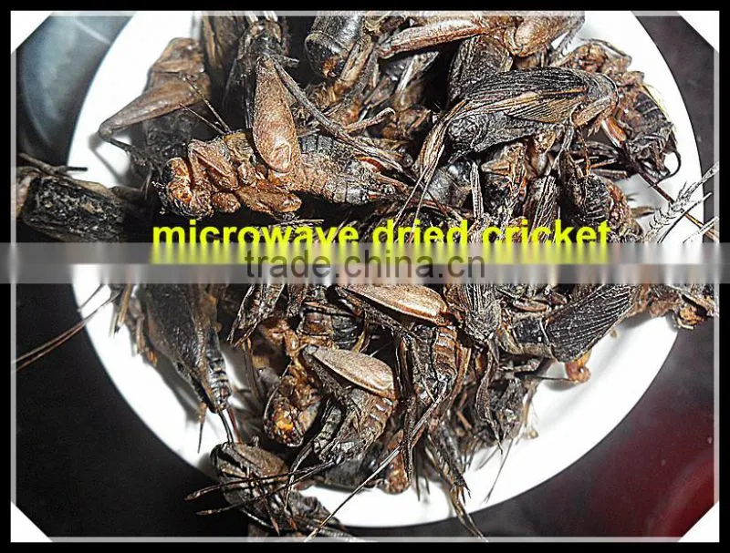 Dried Crickets Bird & Fish Pet Food