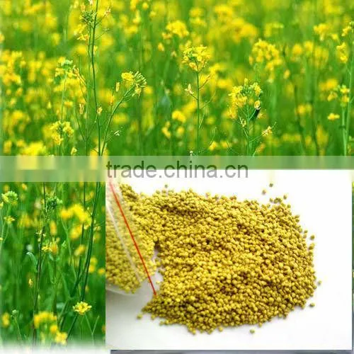 buy bee pollen from Sinova