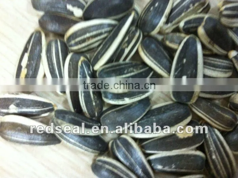 Chinese 5009 sunflower seeds