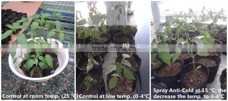 NEWSUN Anti-Cold foliar fertilizer for improving cold resistance of crops