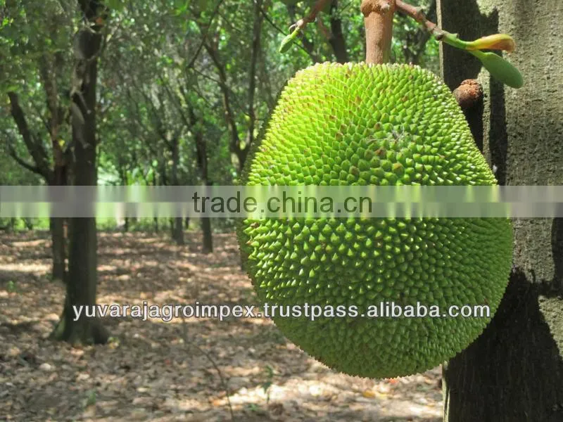 Green Jackfruits from India