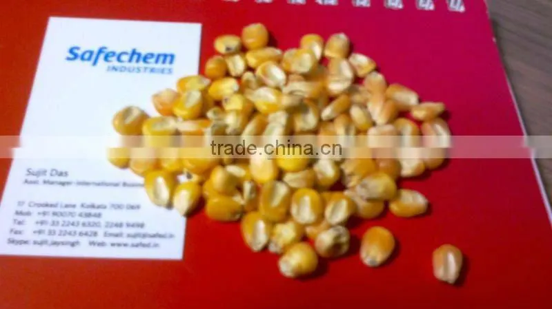 BEST Yellow CORN Maize Price
