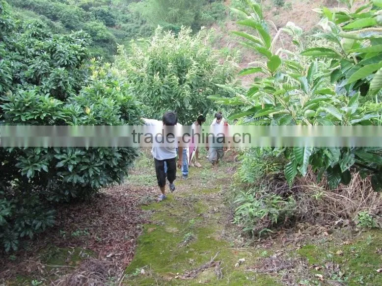 Chinese chestnut seedling