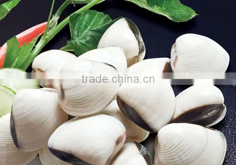 Frozen cooked white clam shell on