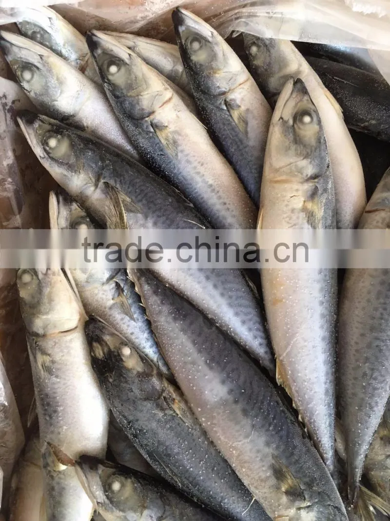frozen pacific mackerel/frozen japanese mackerel