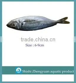 Frozen Giant Peru fillet squid neck Size 500+ on sale