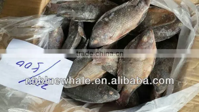 90%NW 300-500G Good Price Tilapia