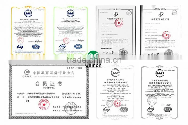 High Quality Ear Chinese Acupuncture Model