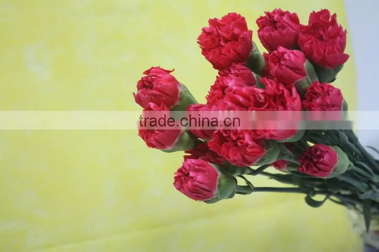 Good smell crazy selling new arrival fresh carnation for home decor