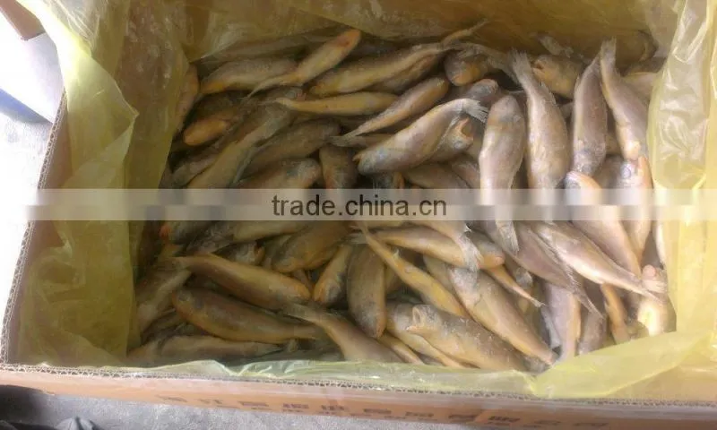ship frozen small yellow croaker for sale