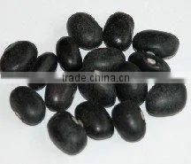 Black Kidney beans 2010 crop