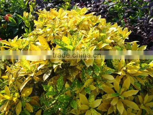 multi color leaves foliage Codiaeum variegatum of outdoor landscaping decorative ornamental plants
