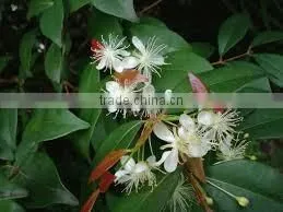 Balsam oil