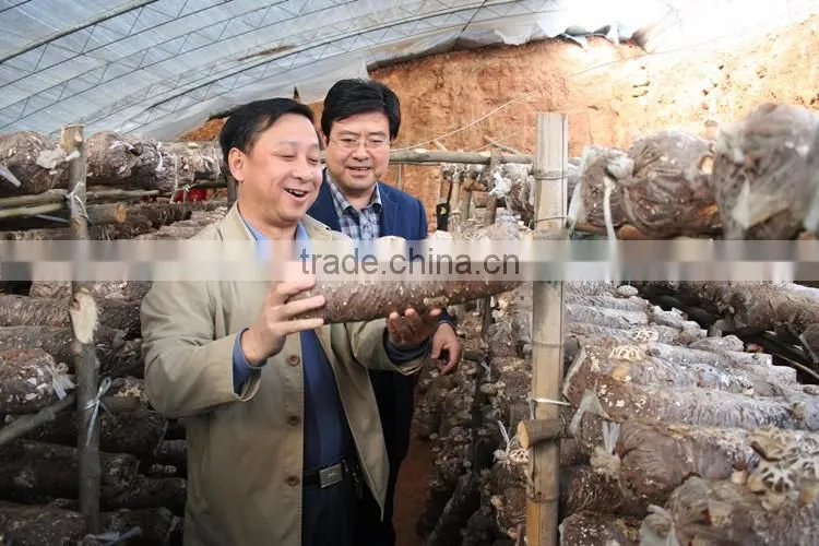 Mushroom equipment mushroom machine mushroom bag filling machine
