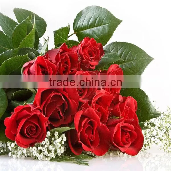 export fresh cut flowers roses from China online