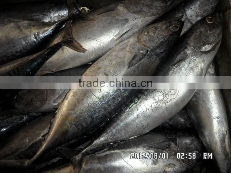 Frozen Bonito