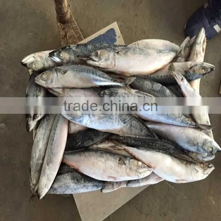 200-300G Good quality pacific mackerel scomber japonicus pacific mackerel on sale