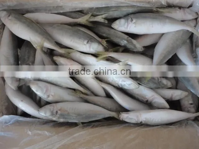 Frozen IQF Horse Mackerel