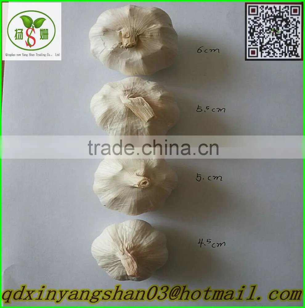 fresh pure white garlic price in china