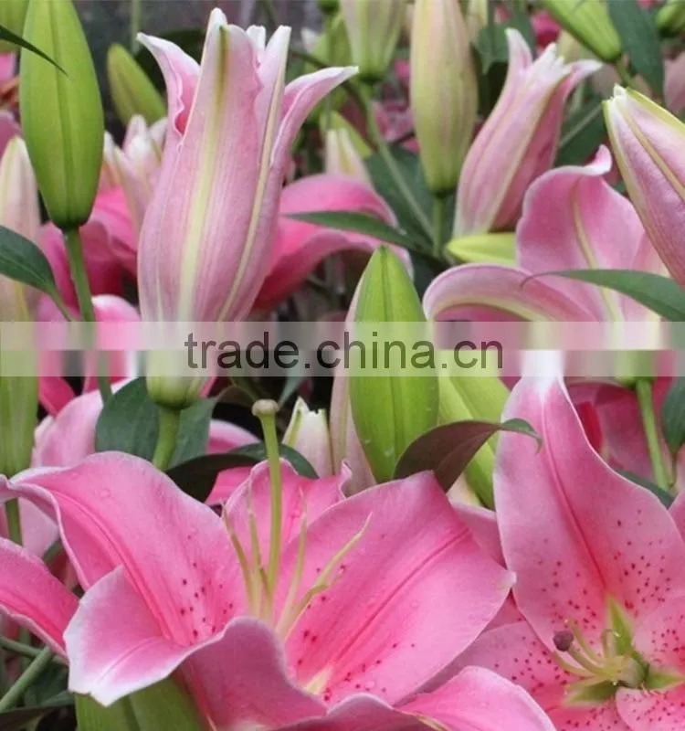 Fashionable Tiber natural pink fresh lily