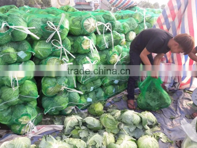 GIMEX VIETNAM FRESH CABBAGE CHEAP