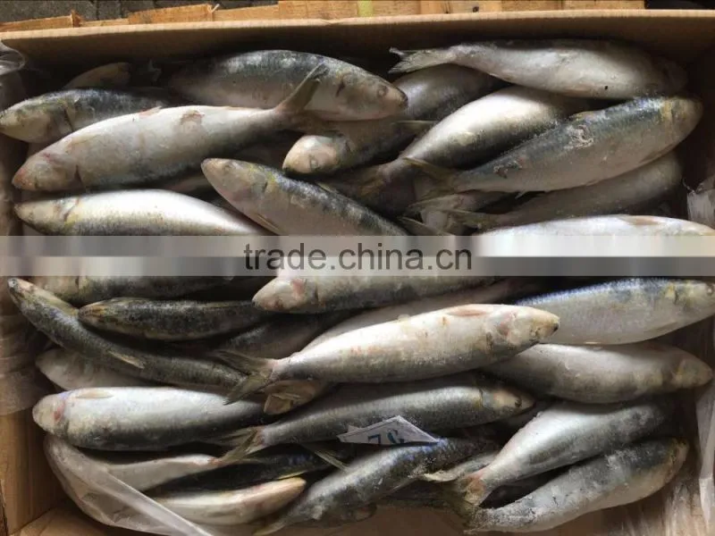 sea frozen sardine fish