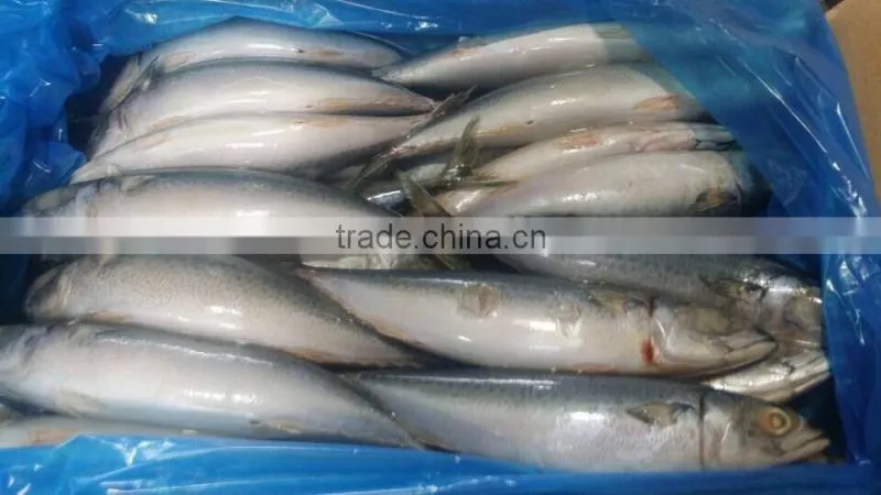 Frozen mackerel factory