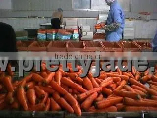 Fresh carrot
